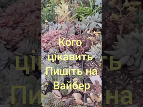 Продаж, розпродаж сукулентів.