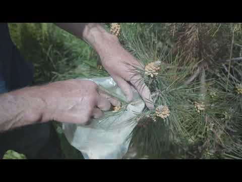 Bruce's Forest Garden: Harvesting Pine Pollen