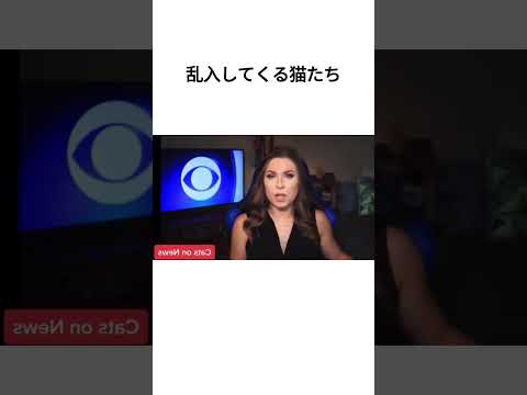 乱入してくる猫たち