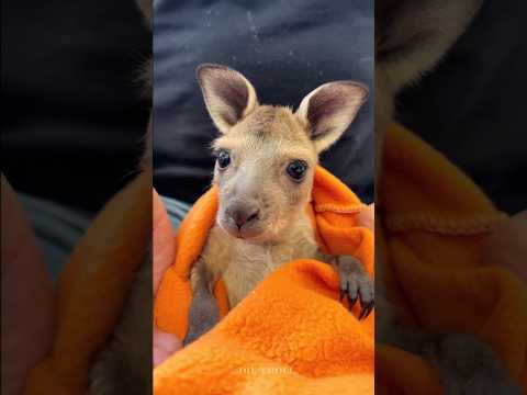 Wildlife animals transformation!