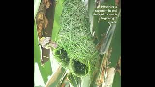 From Grass to Home #bayaweaver #nature #birdnest