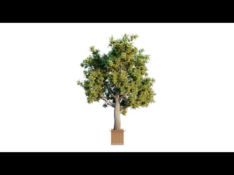 Plastic-Free Progress: Juniper’s Bold Moves in Sustainable Packaging
