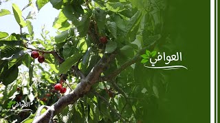سياحة زراعية وتجربة فريدة لقطف الكرز من البساتين