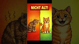 Alte Katze? Diese Symptome sind NICHT normal!