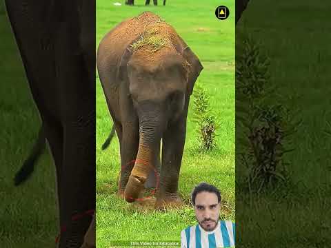 #facts #elephant #animals #amazingfacts