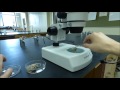 Microscope Operation and Maintenance