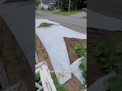 Using weed fabric in my giant pumpkin patch #giantpumpkin #gardening #plants #weeds #homestead