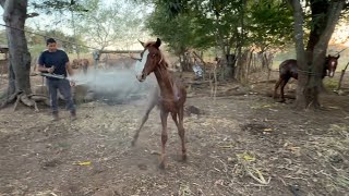 Caballos que compramos les toco baño y no estaban contentos 
