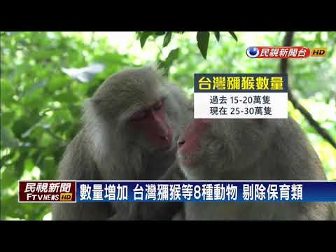 台灣獼猴改非保育類 林務局:仍不可濫殺獵捕－民視新聞 - YouTube(2分02秒)