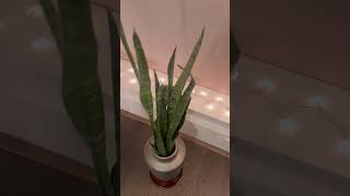 Don’t make your plants complicated.￼