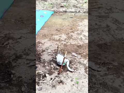 คุบไม่ทันกบรีบวิ่งไปนอนเปลฮ่าๆ🤣🤣🐸🐸 #reelsfbシ #foryoupageシ #foryouシ #frog #facebookviral #fb #humor