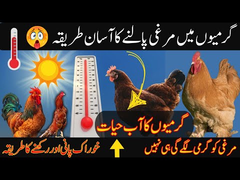 Murgi ko garmi lage to kya karen | Murgi ko garmi se kaise bachaye |Howto KeepChickens Cool inSummer