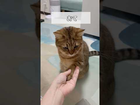 猫の動画サムネイル - 【猫動画】お手→おかわり→ハイタッチ→？？　#shorts