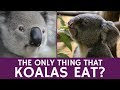 Koalas and Eucalyptus: A Unique Relationship