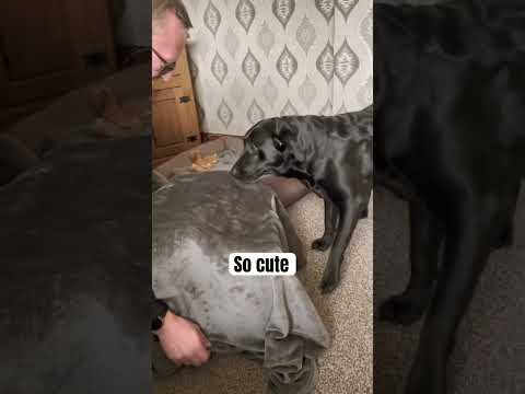 Most adorable vid on  YT Shorts #puppies #puppylove #dogs #dogtv