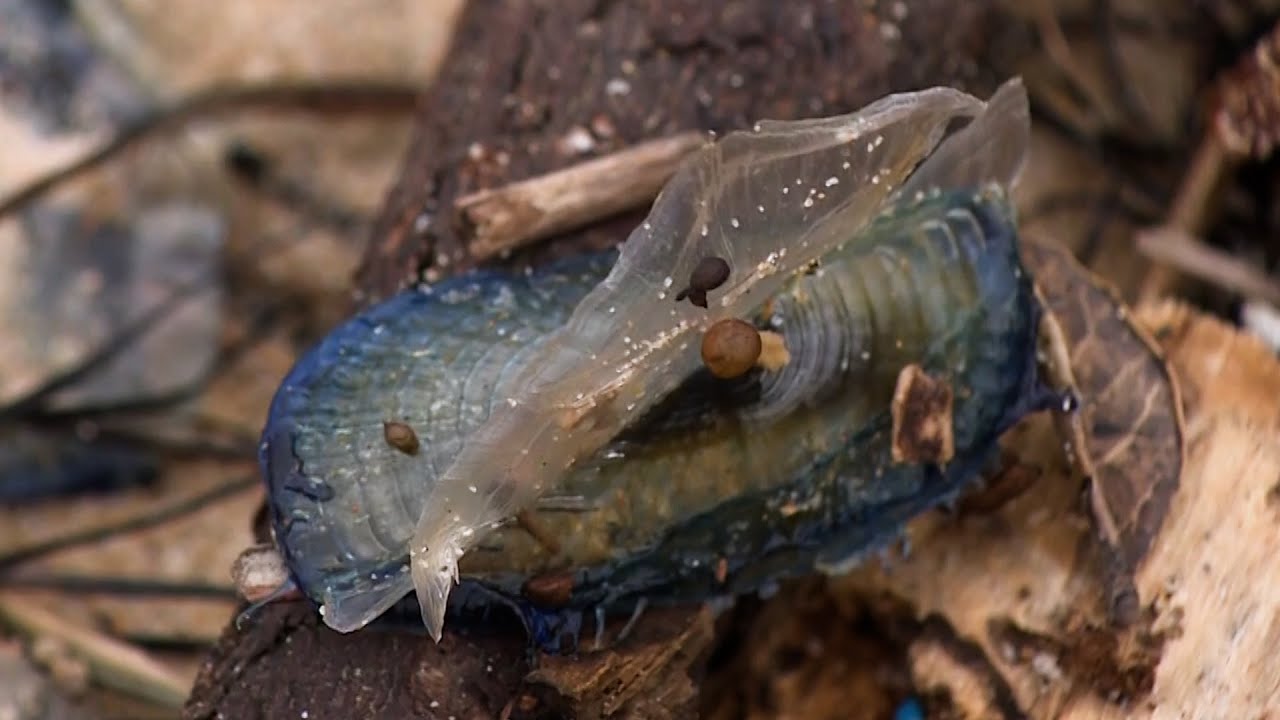 Blue Creatures Are Invading California Beaches