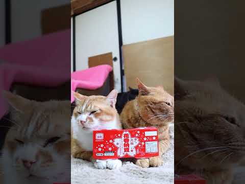 猫の動画サムネイル - 元祖花巻納豆　250715　#ねこ　#のせ猫　#納豆　#花巻　 #cat #cute #ネコ #猫のいる暮らし　 #ねこ　 #kitten #cutecat #animals