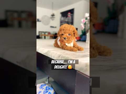 I’m a delight! #poodle #cutepuppy #viralvideo #toypoodle #teacuppoodle #trending