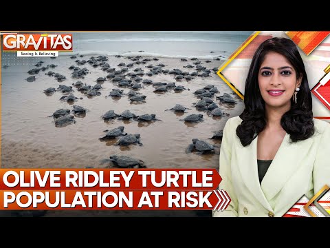 Campaign To Save Sea Turtles In Chennai: More Than 260,000 Turtle Eggs Saved This Year By Locals