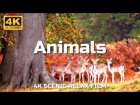 Animals to wildlife 4k Video -  Relaxing music along with beautiful nature