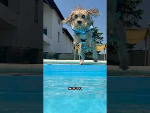 La CONGESSSIONE 🌊 #chico #divertente #canedivertente #funny #dog
