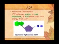 Glucose and ATP Concepts
