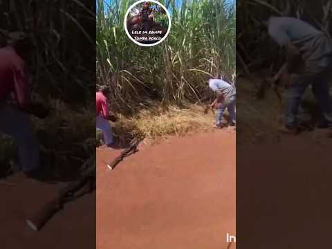 caçada de javali seim cachorro