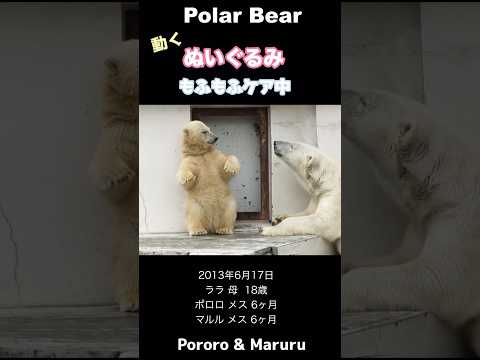 こぐまの仕草が可愛すぎて動くぬいぐるみみたい #ホッキョクグマ #shorts