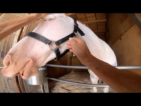 【ソダシのお手入れ】超接近カメラでとらえた！白さキープの秘訣《東スポ競馬ニュース》