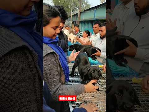 Dog Pat Market Kolkata /lowest price puppy dog/Gallif Street dogs