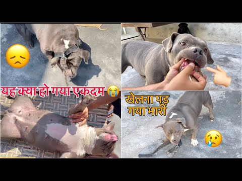 Groza ko je kya hogya khelte khelte 😔😭 American bully vlog | #pitbull #dog |