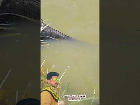 #fishing #fish #animals #crocodile #wildlife #cow #naturesvoice