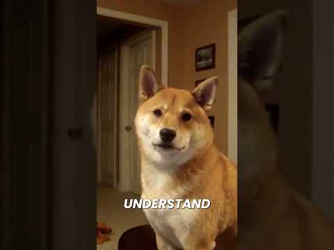 Why Do Dogs Tilt Their Heads? 🐶