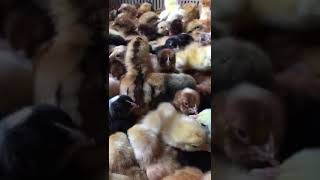 selling improved kienyeji chicks kuroires day old 100call 0726701503