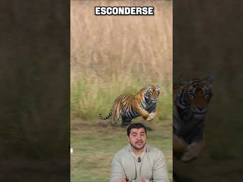SABIAS QUE LOS TIGRES SON VERDES?#TIGRES #TIGER #animals #cats #nature #wildlife #youtubeshorts