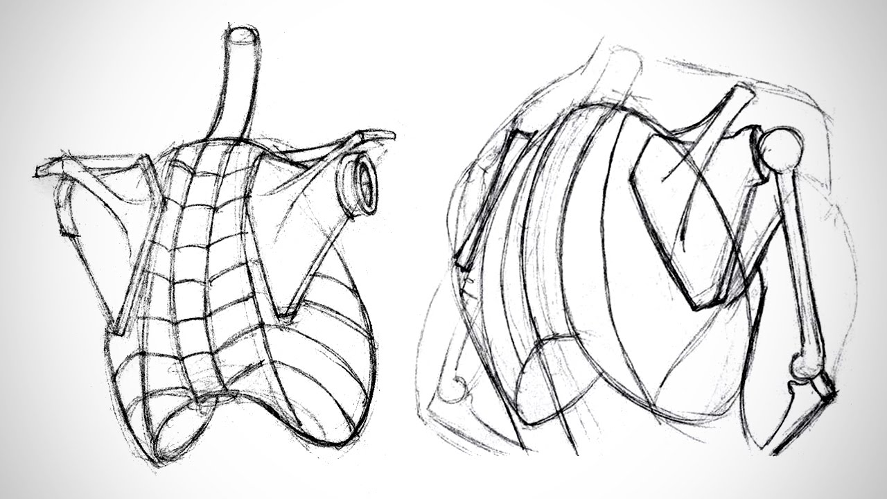 Anatomy Critiques - The Shoulder Bones - Proko