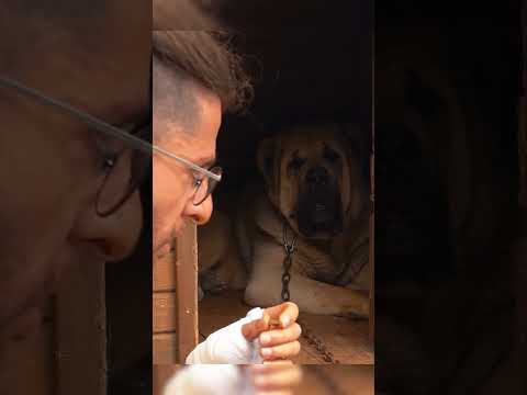 Köpeklerin Psikolojisini Bozan Zincir! #köpek #dogpsychology #shorts
