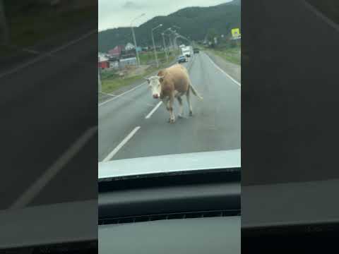 funny dog scolds koroau