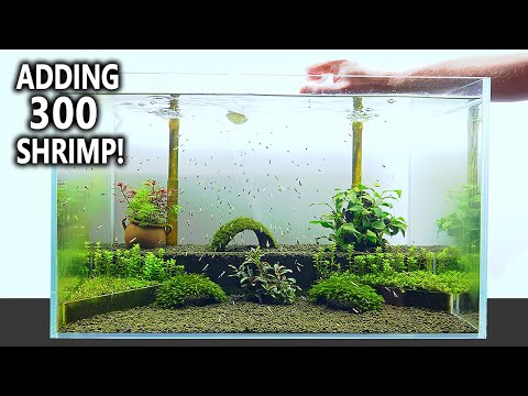 The Shrimp Nursery_ NEW Shrimp Tank Setup for Cari In this video, I'm building my new shrimp aquarium with undergravel filter for 300 high-end Caridina