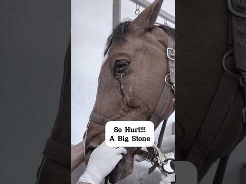So Hurt #amazon #ambhora #animalshorts #nature #animals #horse #horseriding #amazonforestfacts
