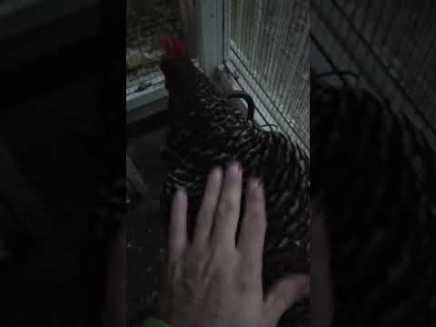 #chickens #pets #pet #farmlife #funny #funnyshorts #shorts #viral #youtubeshorts #fun #cute #lol