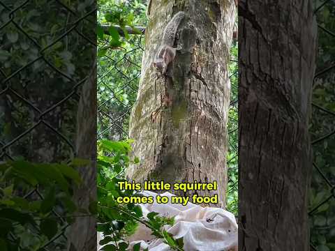 Cute Squirrel Finds a Treat in My Garden | Too Adorable to Handle!๐๐ฅน #squirrel #cute #squirreleating