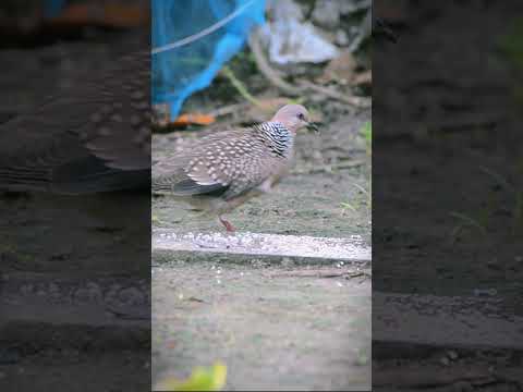 beautiful common couple birds|spotted dove|#birds #wildlife #shorts