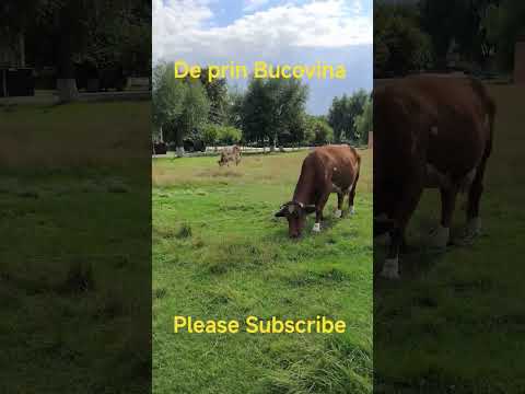 De prin Bucovina #animals #bucovina #romaniamea #românia #cat #caigrei #horse #cai #animals