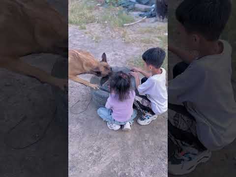 Dog save the life #shorts #youtubeshorts #shortsfeed