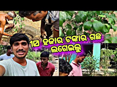 10 ହଜାର ଟଙ୍କା ର ଗଛ ଲଗେଇଲୁ 😍😍@Luckyjujuvlogs9777