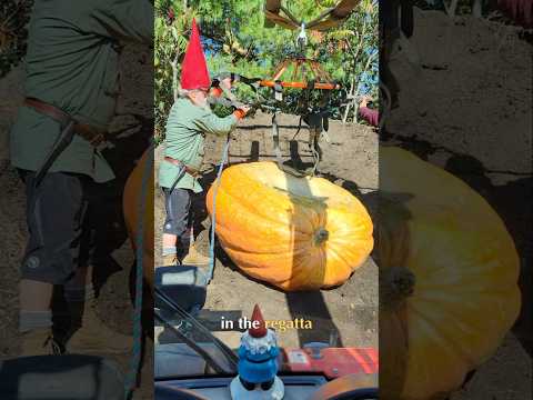 🎃 <strong>Come</strong> see Seabiscuit <strong>and</strong> War Admiral at the Damariscotta Pumpkinfest this weekend!