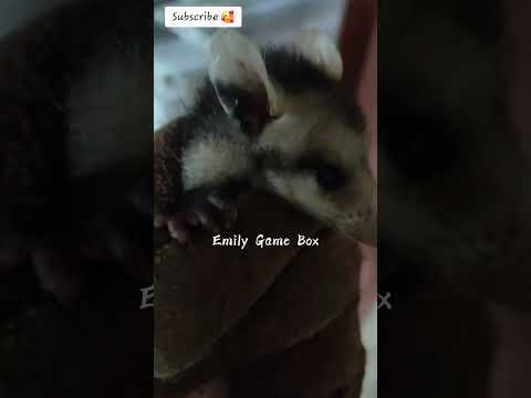 CuTie oPpossum 😍 #emilygamebox #ai #cuteanimals