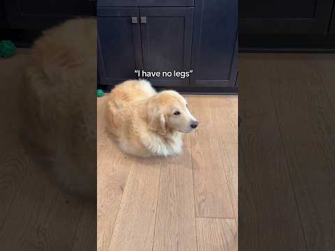 Maui forgets how to use his legs properly😂......#funny #shorts