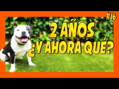 Educar a un perro cachorro desde cero 🐶| Primeros 24 meses 🐾🤔